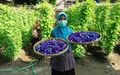 Memanfaatkan Lahan Sekolah Dengan Menanam Bunga Telang